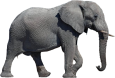 elephant-transparent-background